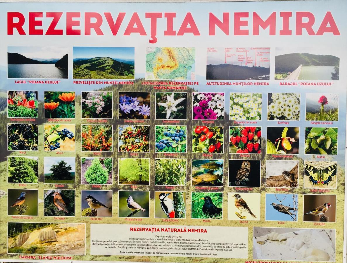 Apartament Veverite Slănic-Moldova Zewnętrze zdjęcie